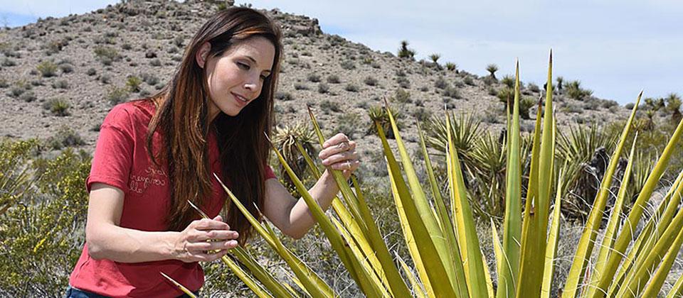 丽贝卡·赫尔南德斯(Rebecca hernandez)检查植物作为她能源生态学工作的一部分