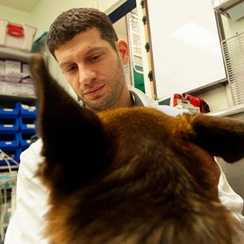 veterinary professor serves at veterinary teaching hospital