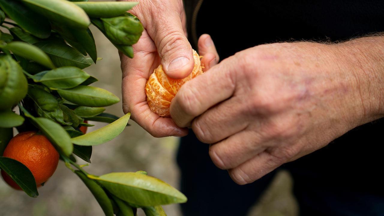 一位农民正在调查他的柑橘作物