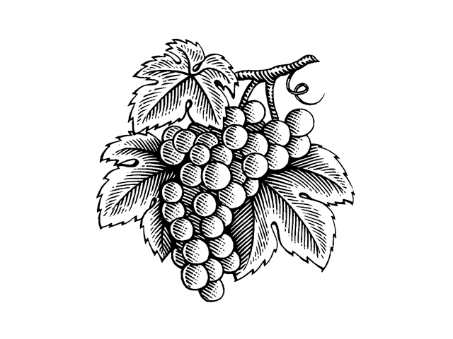 葡萄的木刻插图