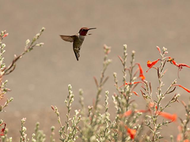 一只蜂鸟在澳门十大电子游戏大全植物园的一束花上飞翔