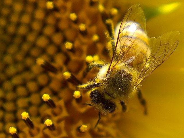 蜜蜂为雏菊授粉