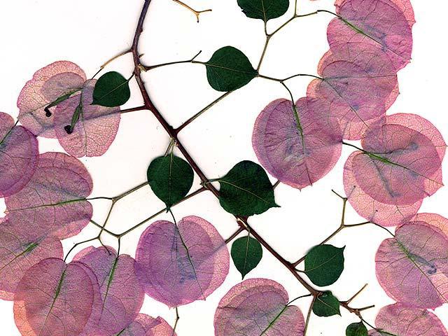 一种有粉红色和绿色叶子的植物