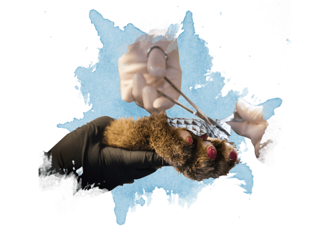 兽医的手将塔拉皮敷在美洲狮烧伤的爪子上