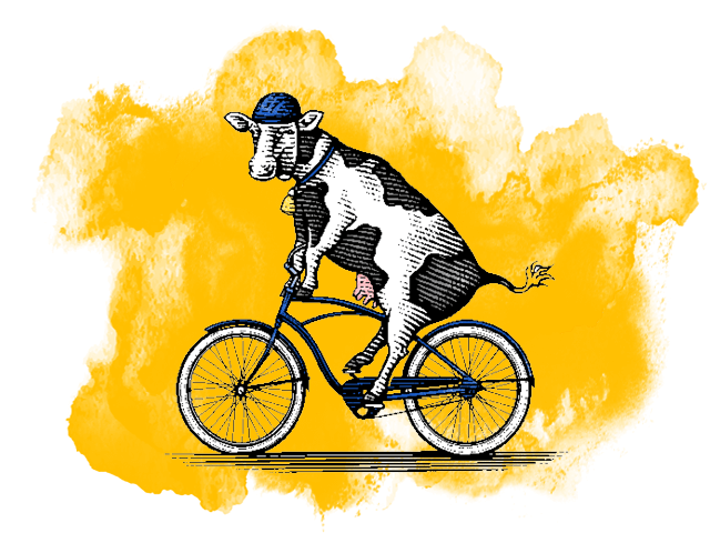 插图牛骑自行车
