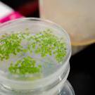 绿色的幼苗生长在实验室工作台上的圆形塑料盘子里. 