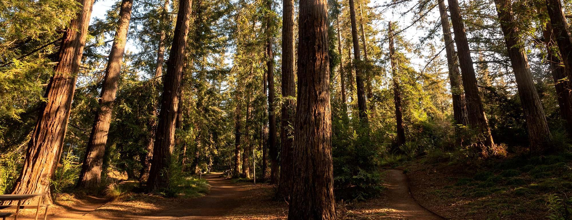 加州大学戴维斯植物园的红杉