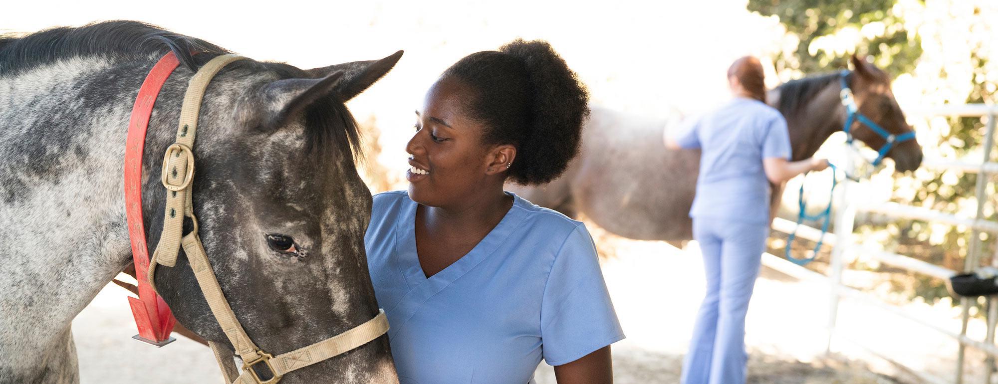 一名女兽医学生正在安抚她正在工作的一匹灰色的马