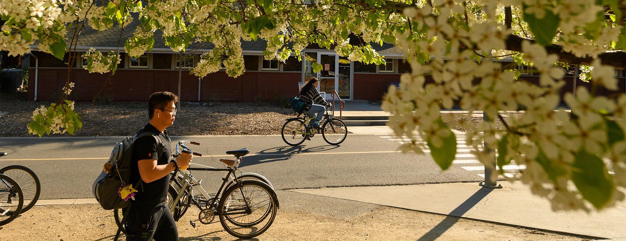 一个学生在校园里走在一些开花的树旁边，背景是一个骑自行车的人