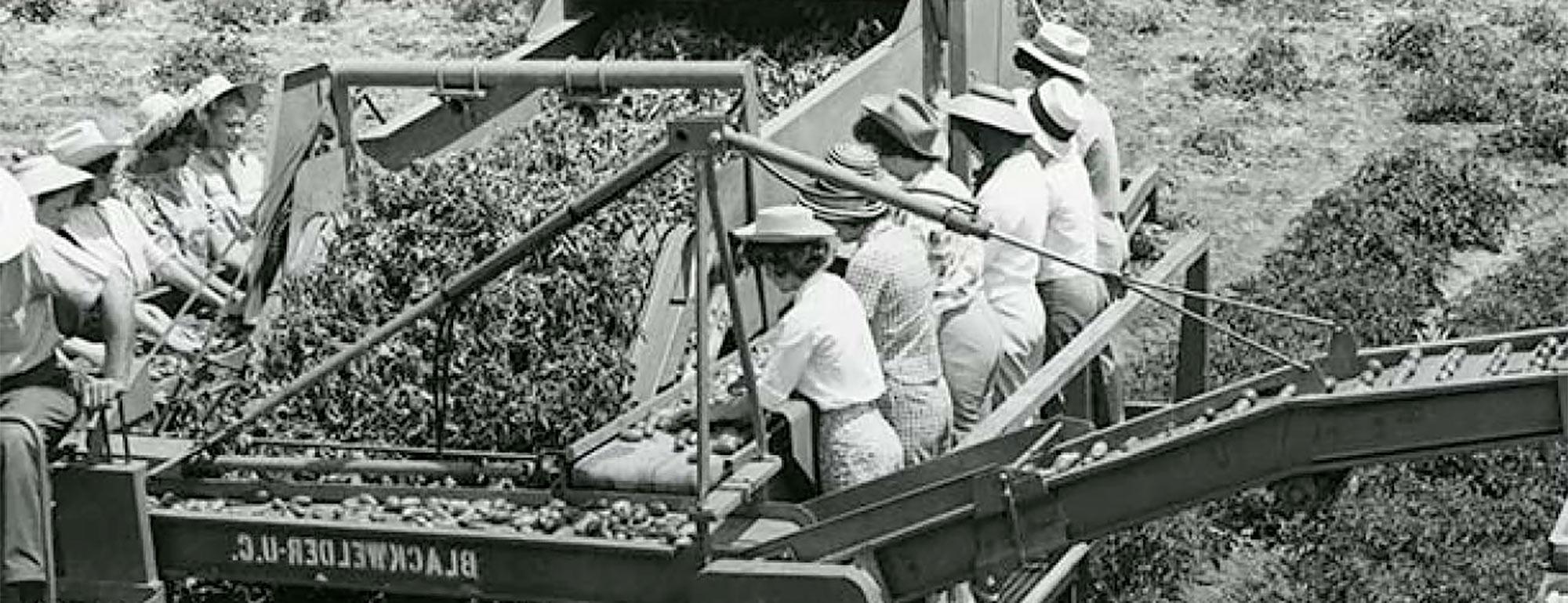 这是一张大约在上世纪中叶的历史照片，照片中的妇女戴着太阳帽，在机械收割机的帮助下收获西红柿
