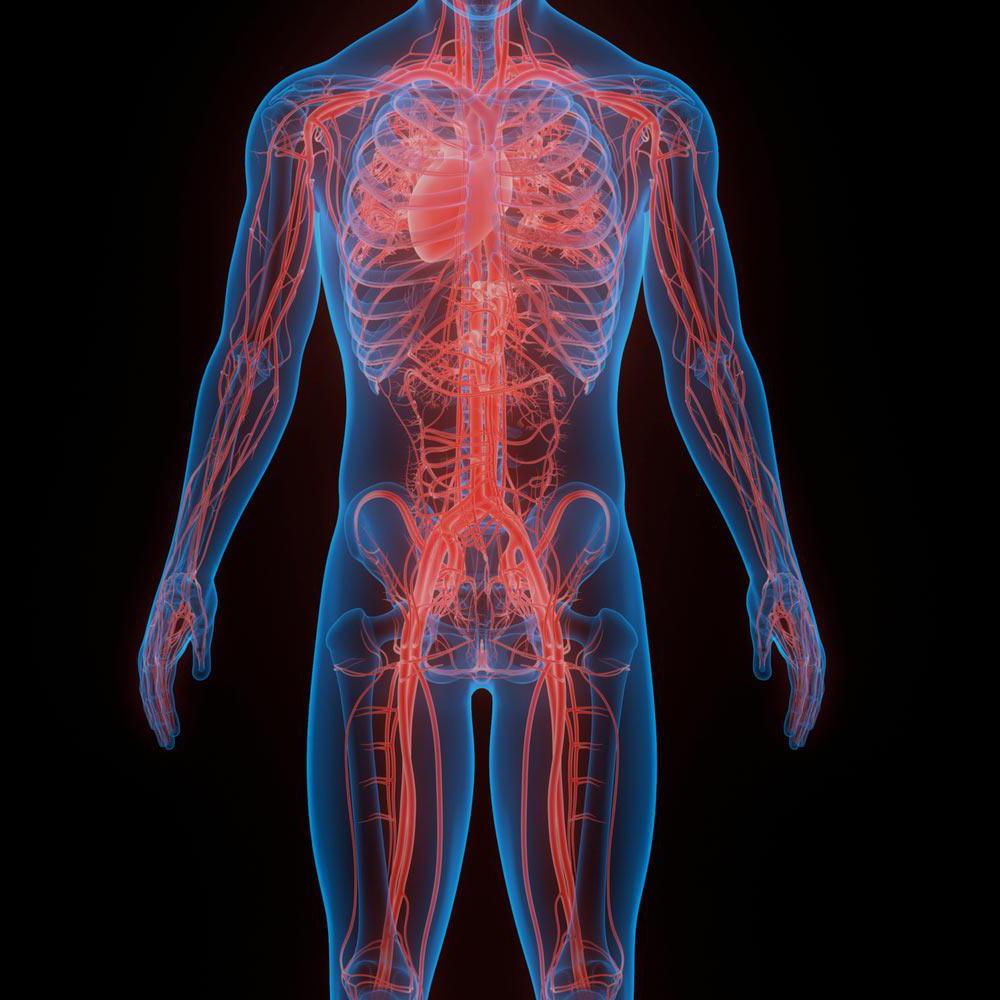显示一般人体解剖结构的计算机图形.