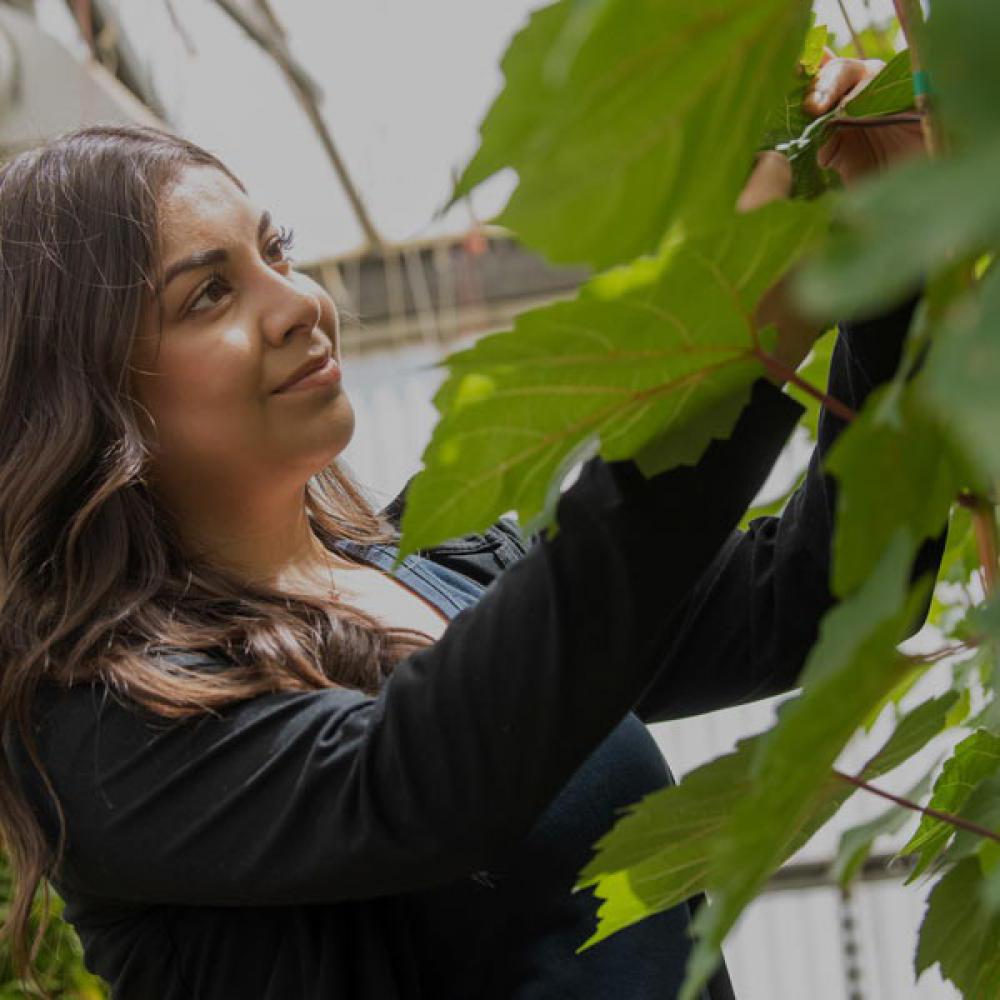 一名女学生在澳门十大电子游戏大全的一个温室里研究植物的叶子